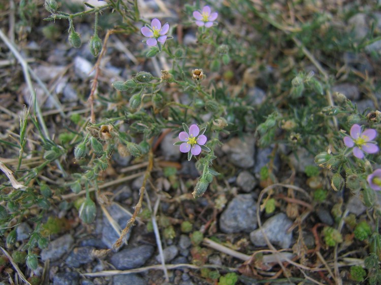 Spergularia rubra